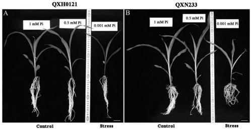 A method for screening and identifying salt tolerance of seedling corn