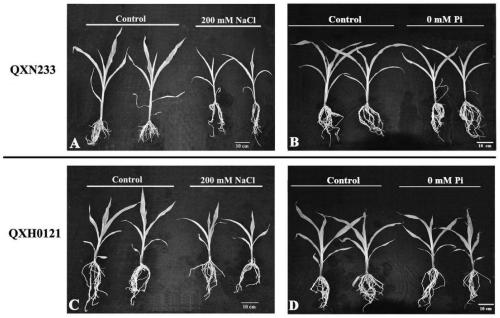 A method for screening and identifying salt tolerance of seedling corn