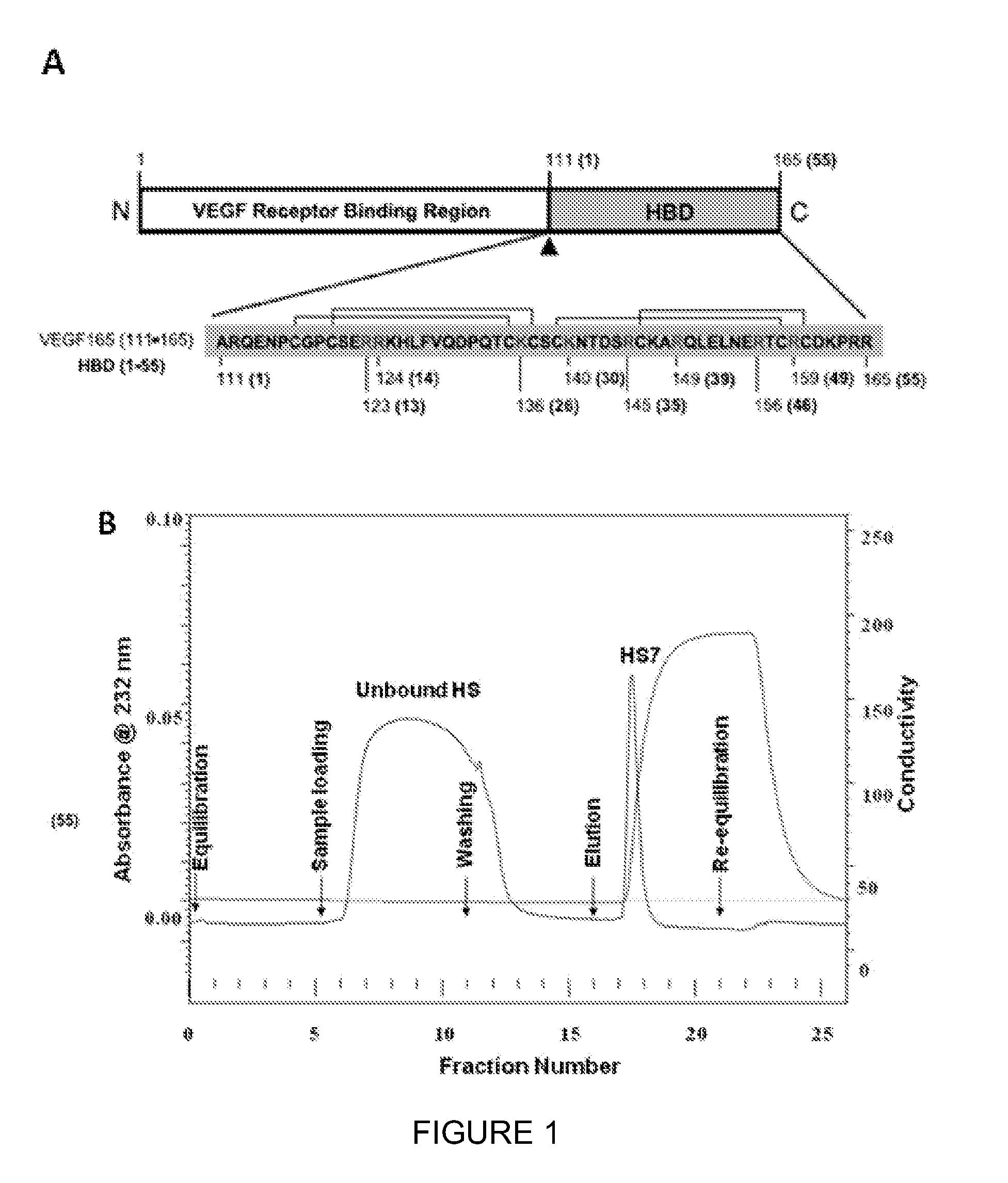 Glycosaminoglycans