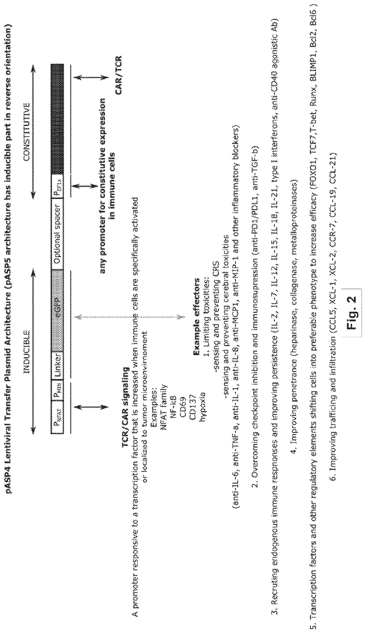 Methods and compositions for programming t cell differentiation and enhancing t cell proliferation