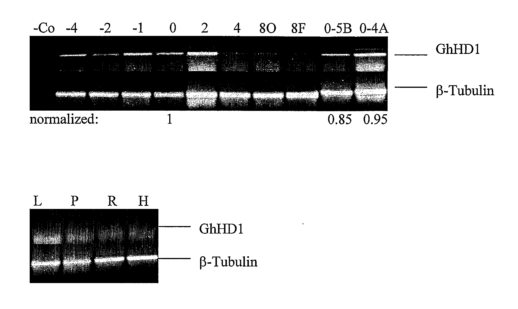 Genes Involved in Plant Fibre Development