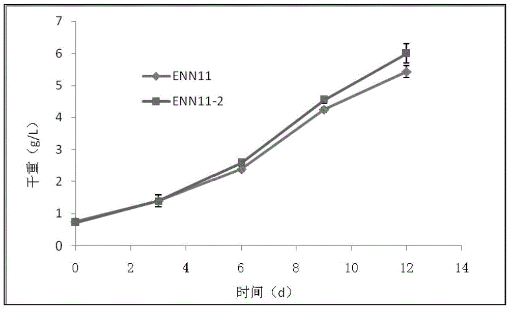 Nannochloropsis mutant strain and its application