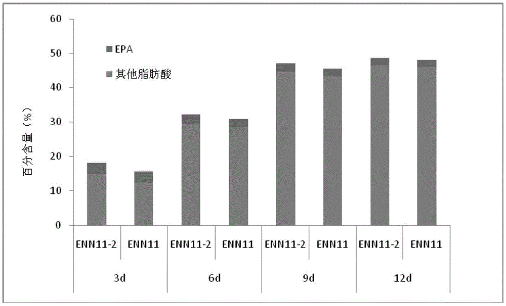 Nannochloropsis mutant strain and its application