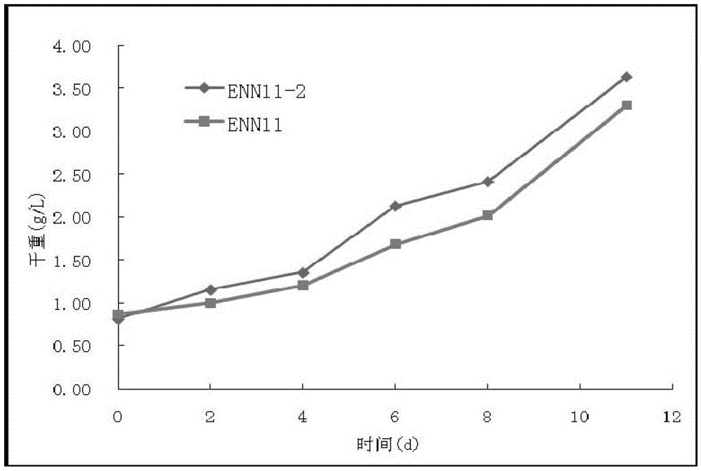 Nannochloropsis mutant strain and its application