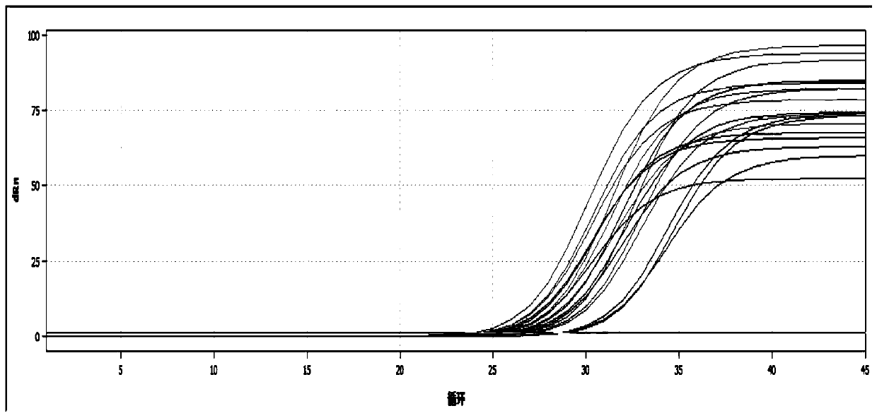 Passiflora internal reference gene pegbp and its screening method and application