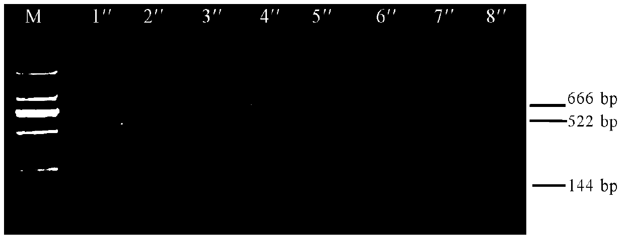 PCR-FRLP quick detecting method of common sturgeons