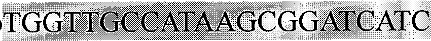 Full length cDNA homogenizing subtractive hybridization method