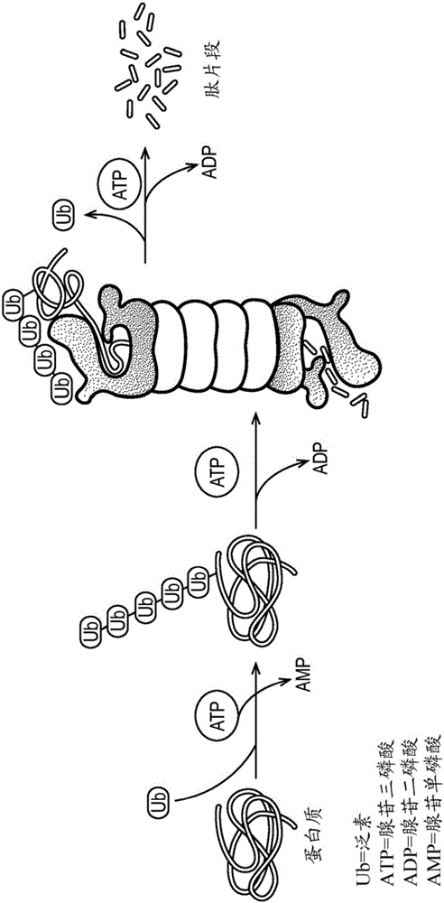 Skin lightening cosmetic compositions and methods