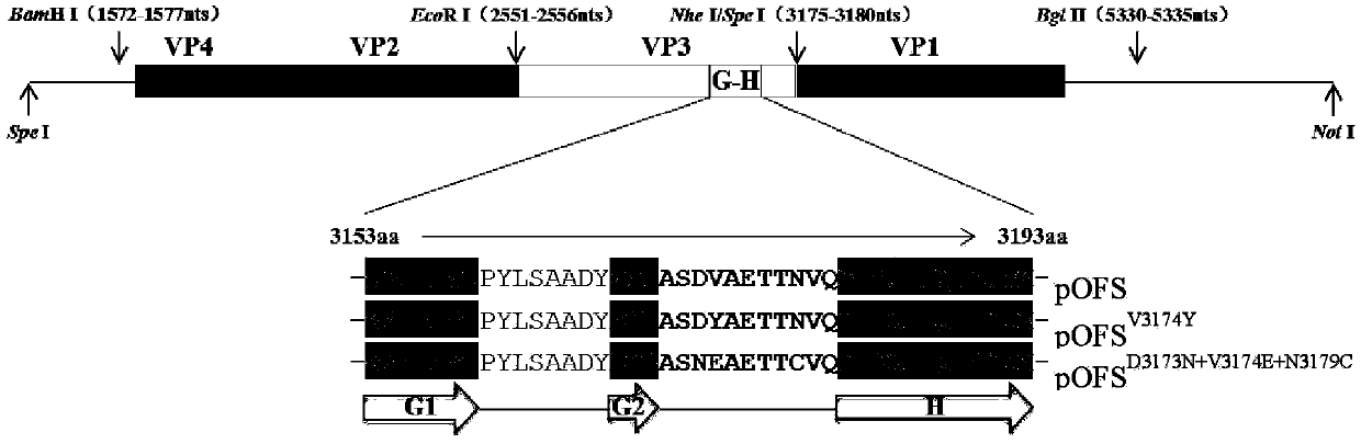 Type O foot-and-mouth disease virus mutant and preparation method and application thereof