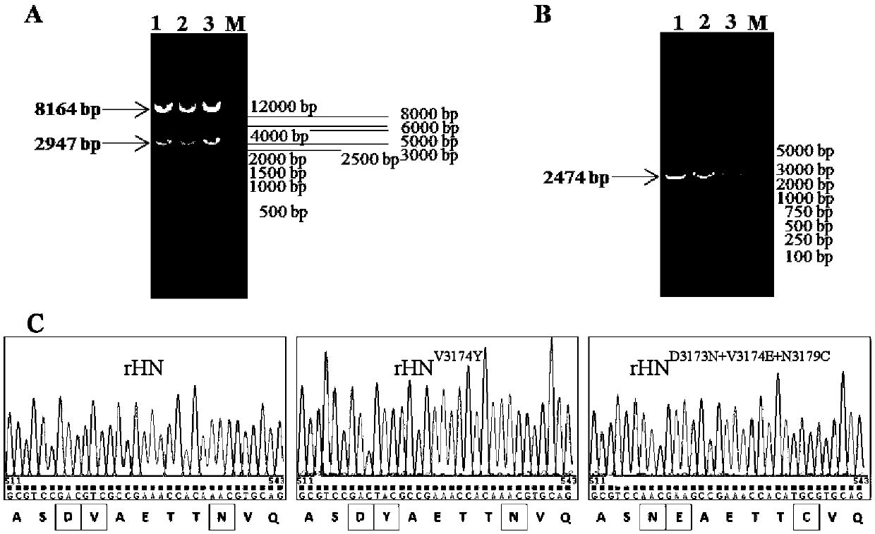 Type O foot-and-mouth disease virus mutant and preparation method and application thereof