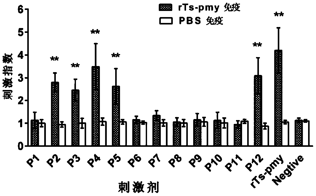 Trichinella spiralis paramyosin h-2d restricted TH epitope p2, composition and application thereof