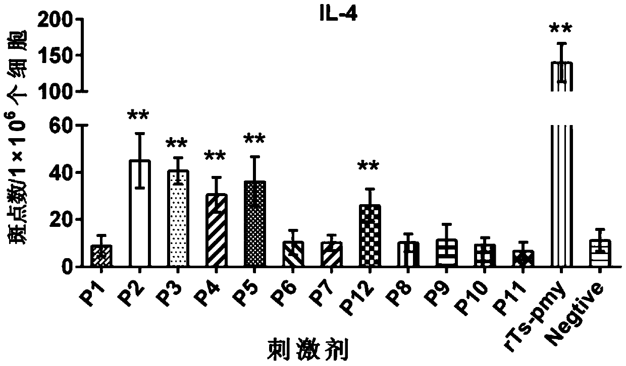 Trichinella spiralis paramyosin h-2d restricted TH epitope p2, composition and application thereof