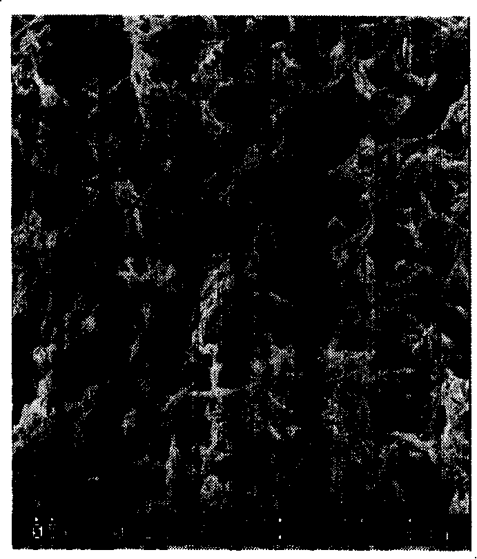 Polyether-ether-ketone porous film and preparation thereof