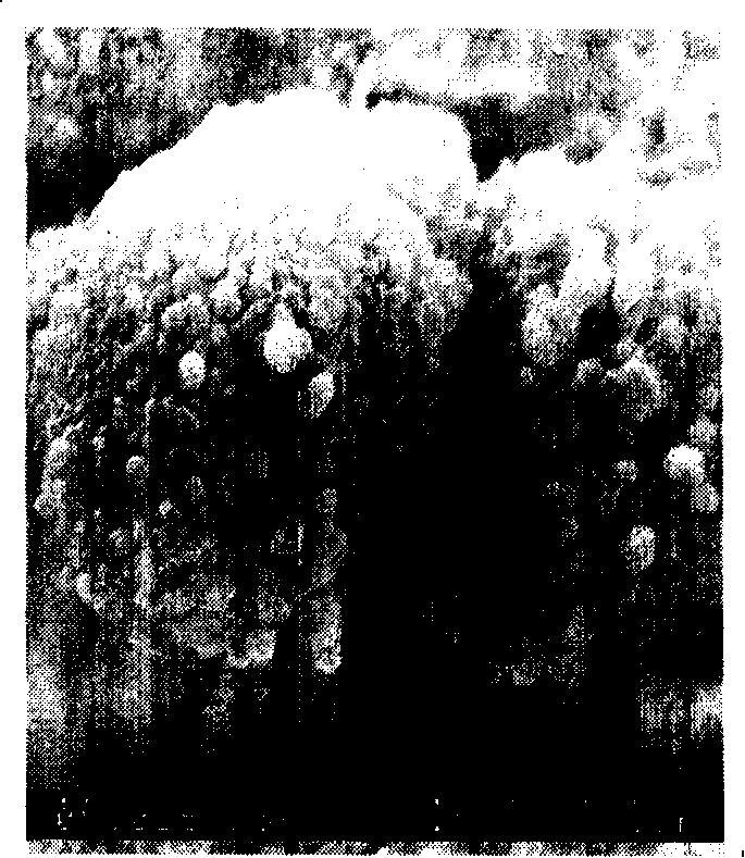 Polyether-ether-ketone porous film and preparation thereof