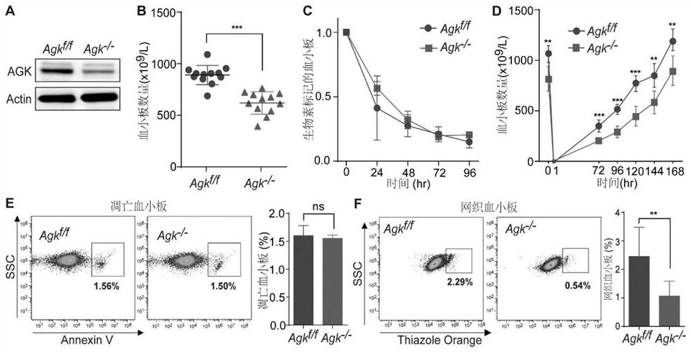 Peptide and application thereof in regulating megakaryocyte differentiation and treating platelet-related diseases