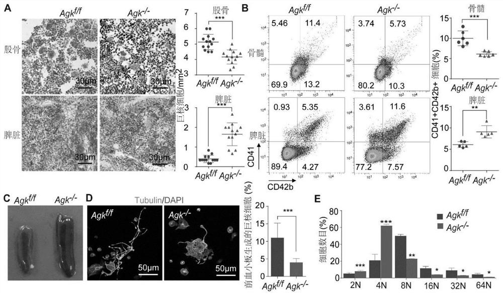 Peptide and application thereof in regulating megakaryocyte differentiation and treating platelet-related diseases