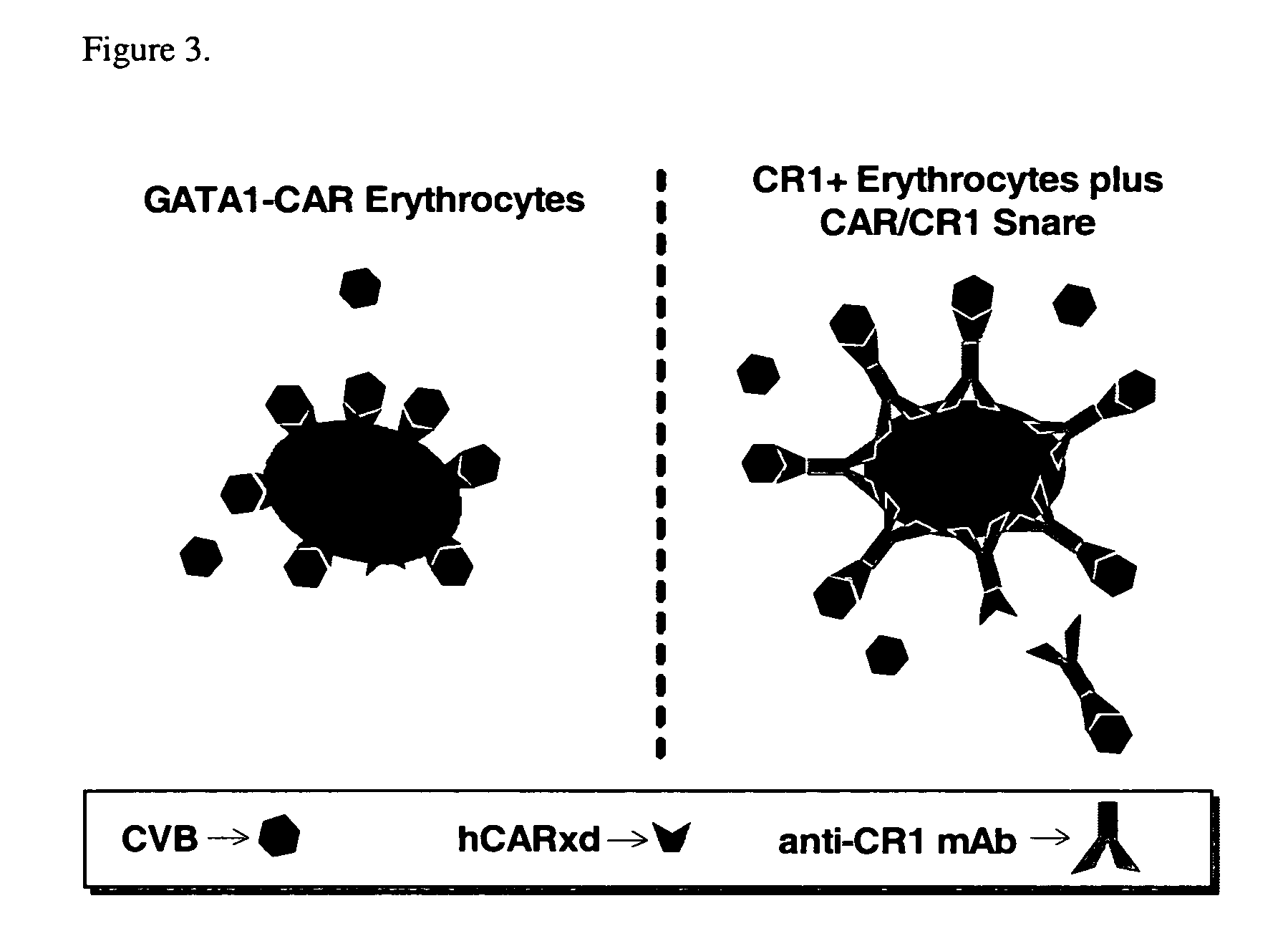 Snares for pathogenic or infectious agents and uses related thereto