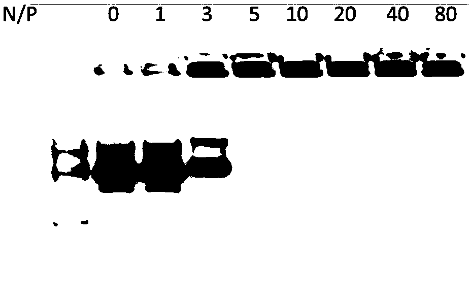 Cell penetrating peptide and preparation method and application thereof