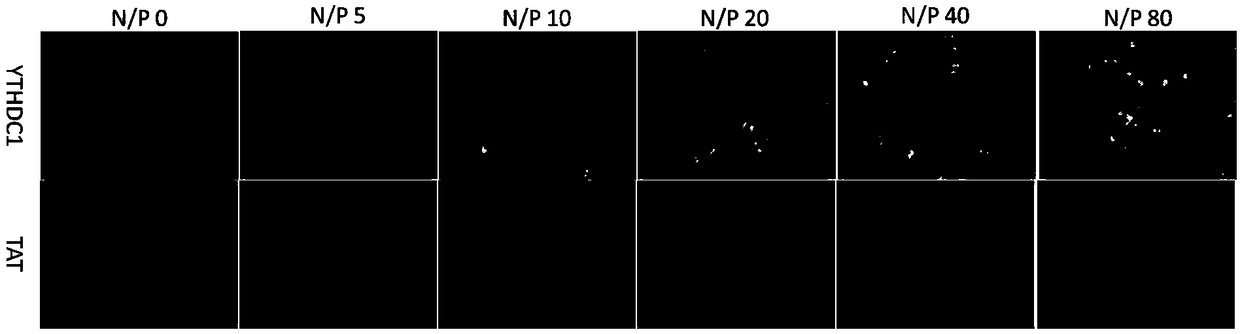 Cell penetrating peptide and preparation method and application thereof