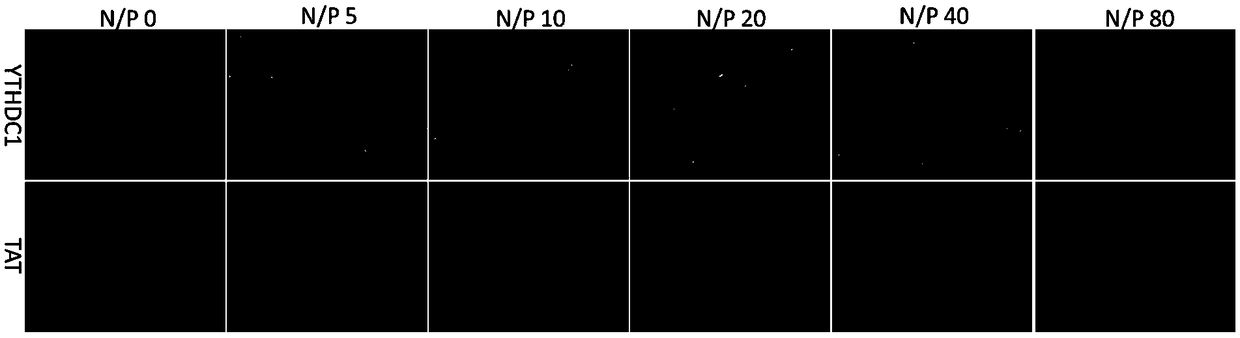 Cell penetrating peptide and preparation method and application thereof