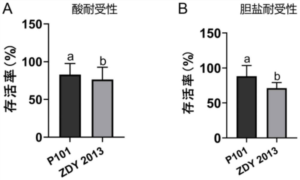 Lactobacillus plantarum P101 with high antioxidant activity and application thereof