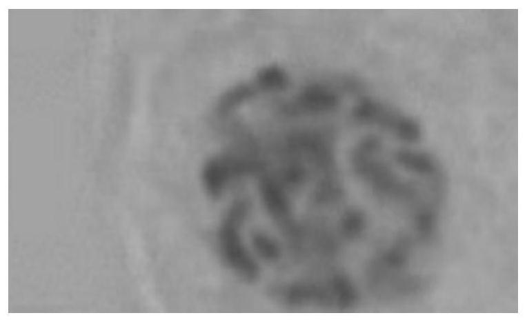 Application of a combination of chemical mutagenesis and negative pressure method in polyploid breeding of tassel tree