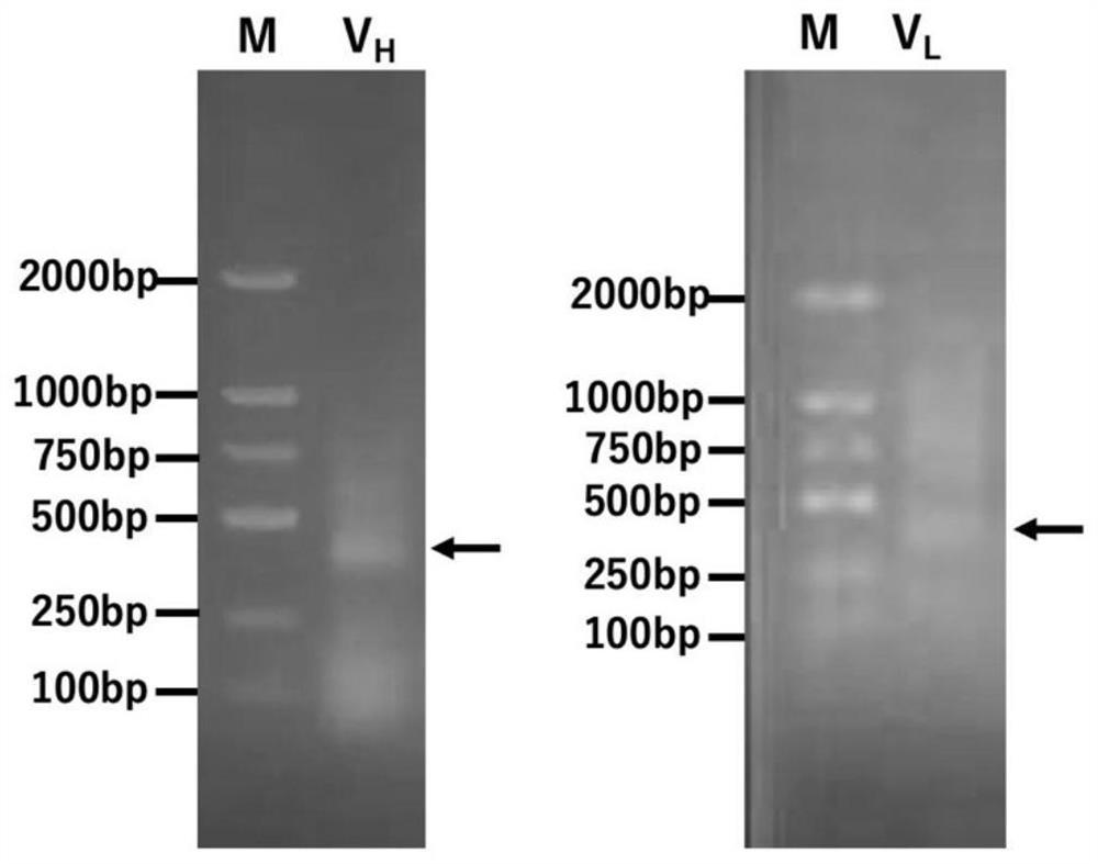 A h1n1 influenza virus antibody and its application in ultra-trace detection of h1n1 virus