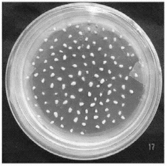 Anniversary large-scale maize transformation method