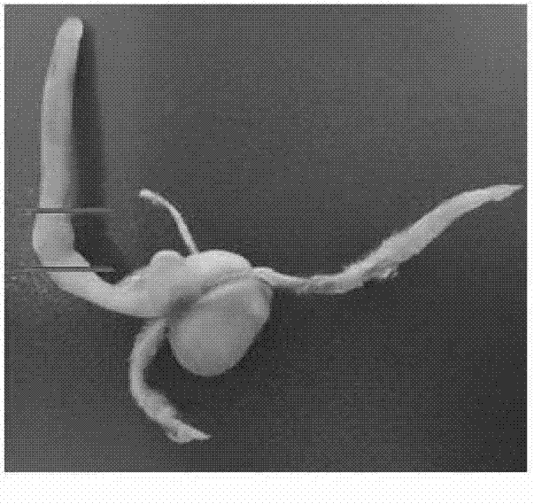 Anniversary large-scale maize transformation method