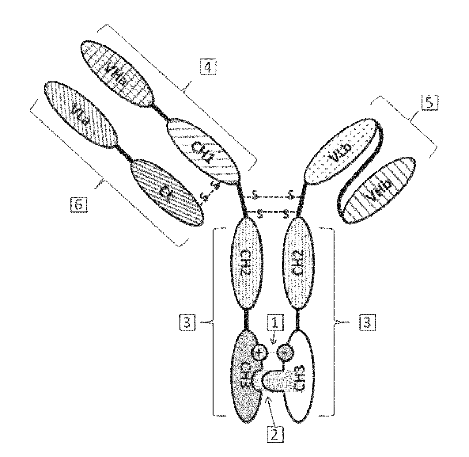 Bispecific antibody