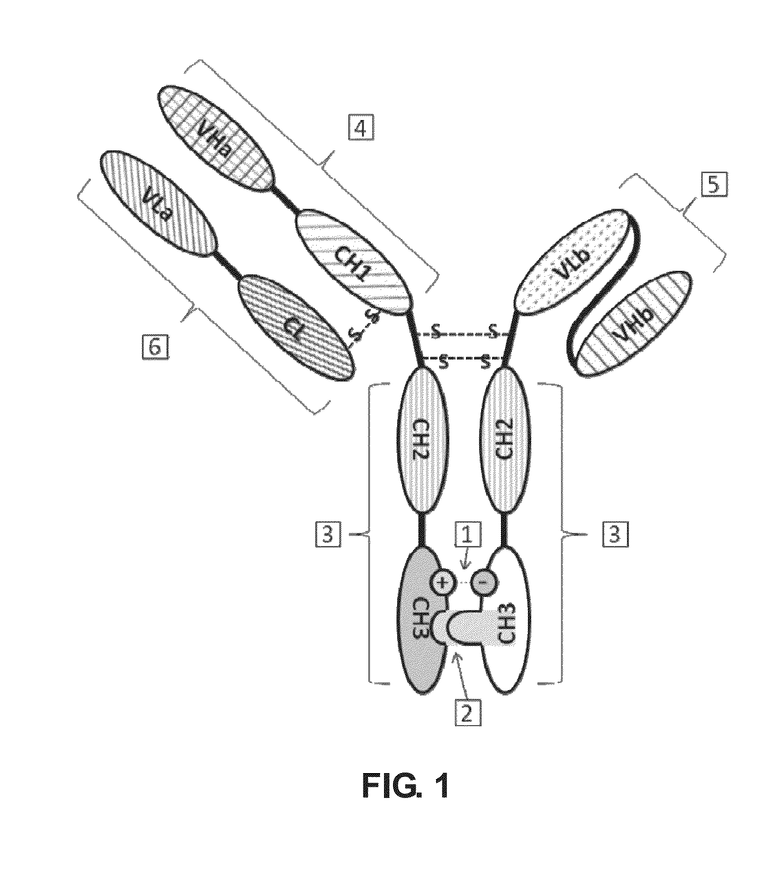 Bispecific antibody