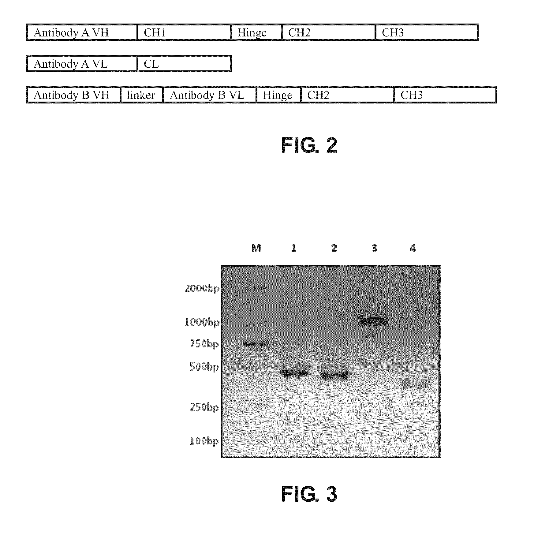 Bispecific antibody