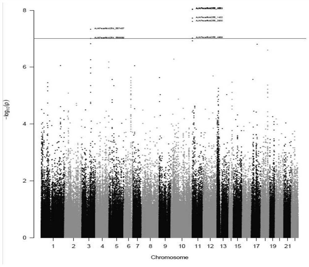 Whole-genome 50KSNP chip for apostichopus japonicus breeding and application