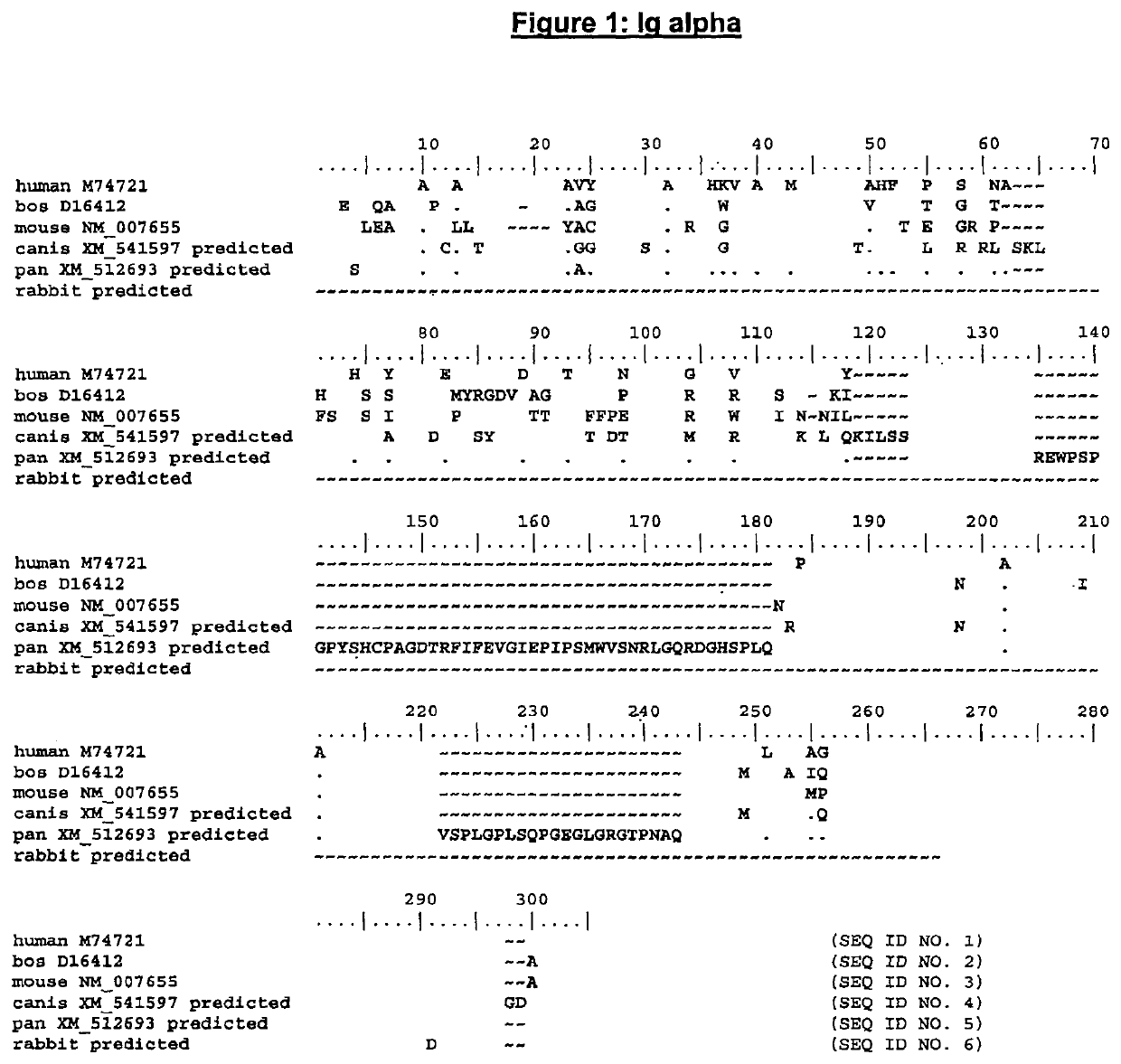 Enhanced expression of human or humanized immunoglobulin in non-human transgenic animals