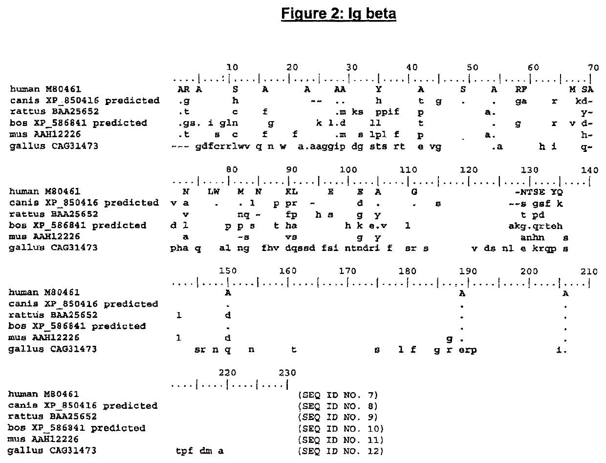 Enhanced expression of human or humanized immunoglobulin in non-human transgenic animals