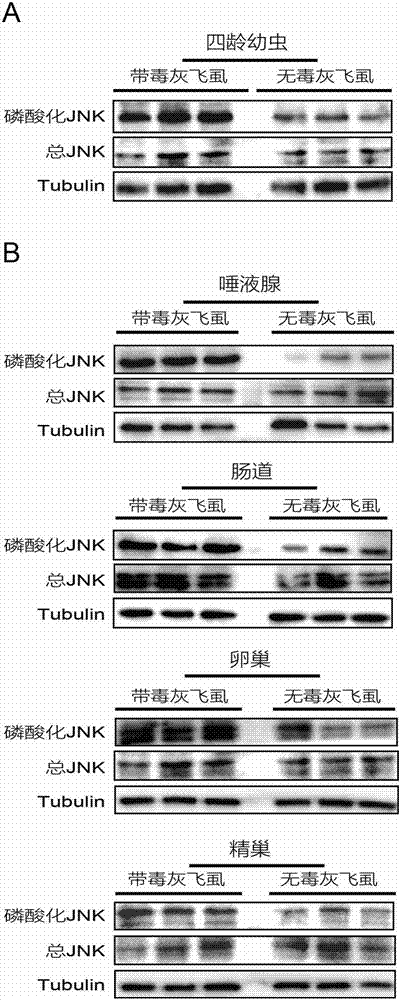 Method of controlling rice stripe virus propagation