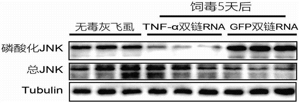 Method of controlling rice stripe virus propagation