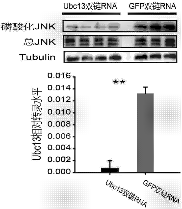 Method of controlling rice stripe virus propagation