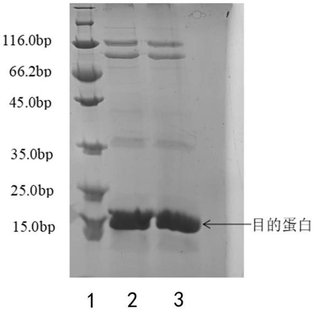 Nanometer antibody aiming at green fluorescent protein (GFP) and application thereof