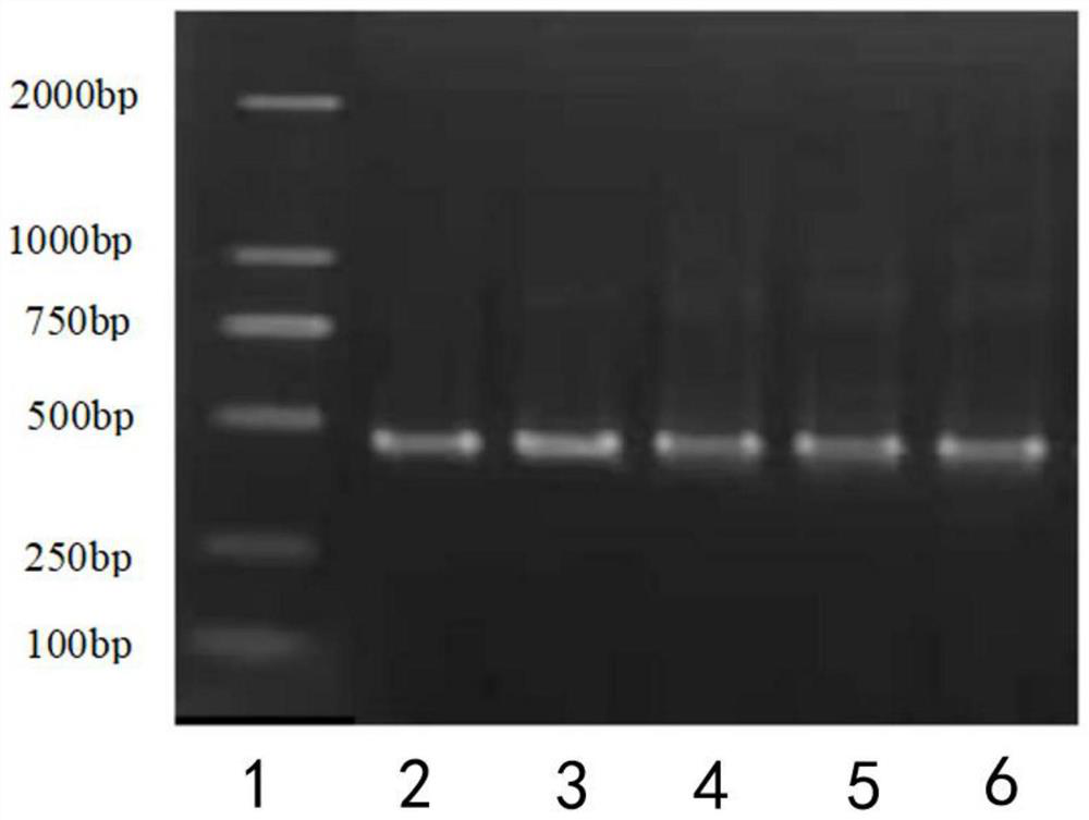 Nanometer antibody aiming at green fluorescent protein (GFP) and application thereof