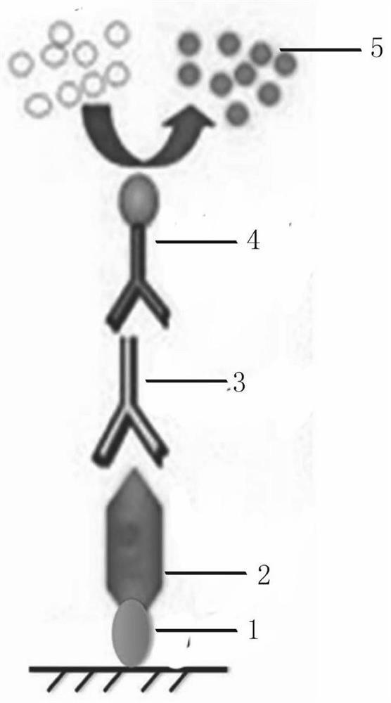 Nanometer antibody aiming at green fluorescent protein (GFP) and application thereof