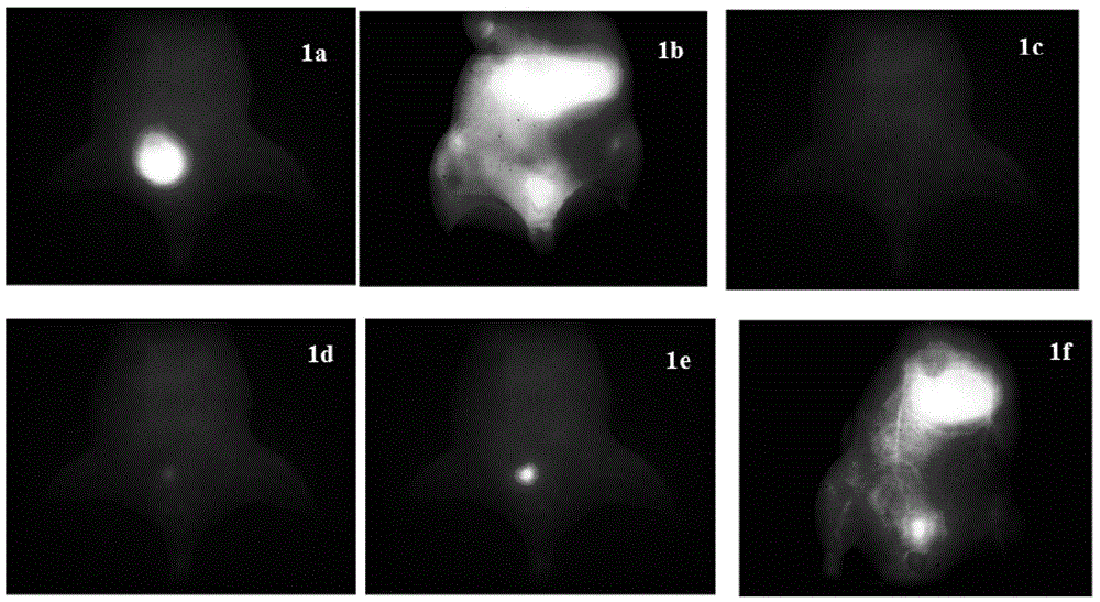 Modifiable fluorescent compound, synthesis method thereof and application of modifiable fluorescent compound as near-infrared II-region reporter molecule