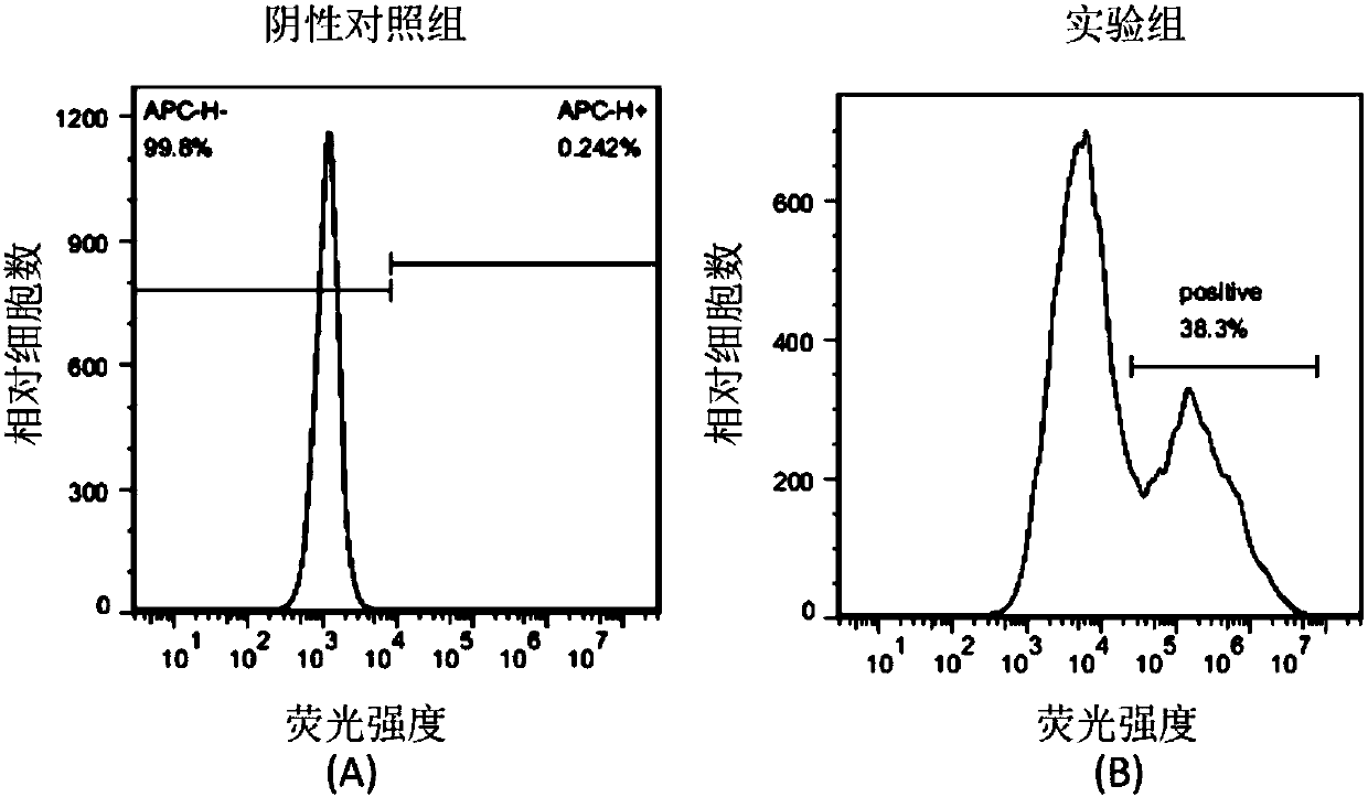 PD1-knockout chimeric antigen receptor T cell targeting HER2, preparation method and application thereof