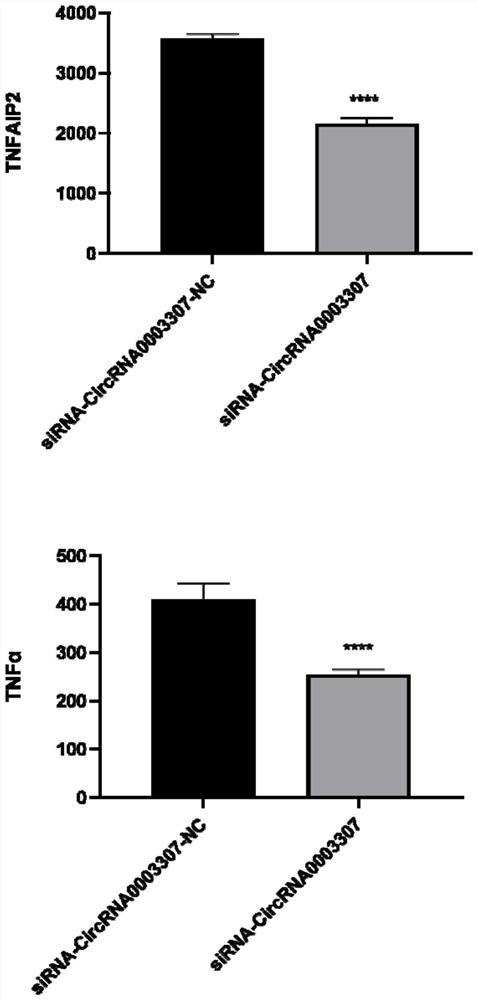 Application and detection method of circRNA0003307 gene