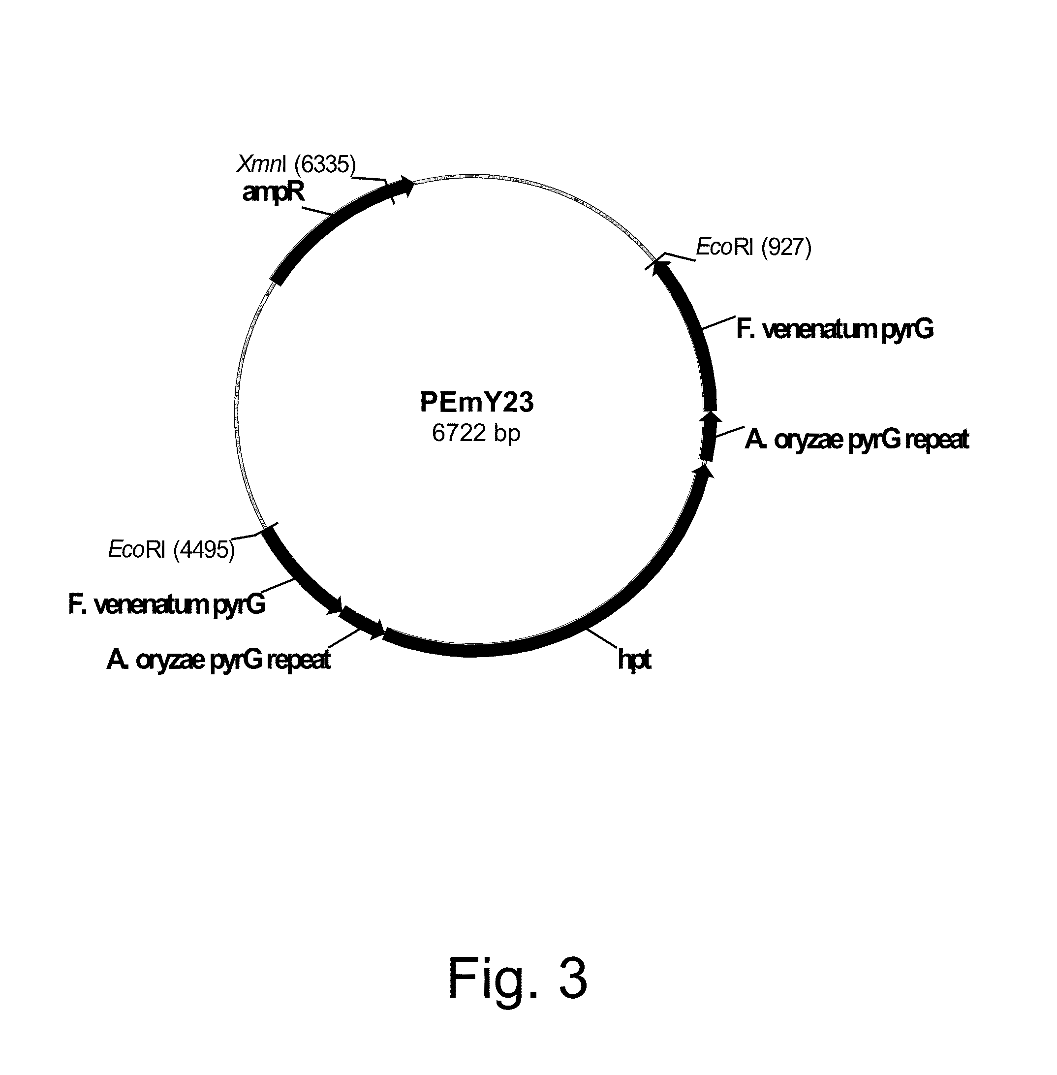 Methods for producing polypeptidies in protease-deficient mutants of trichoderma