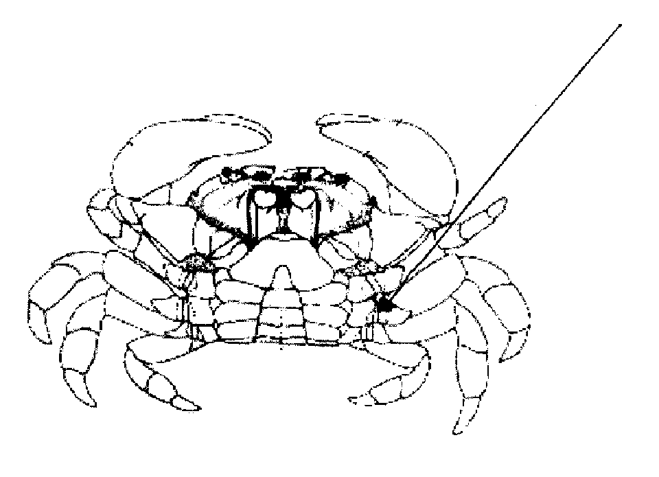 Simple and fast light microscope detection technology for blood and lymph of live shrimp and crab