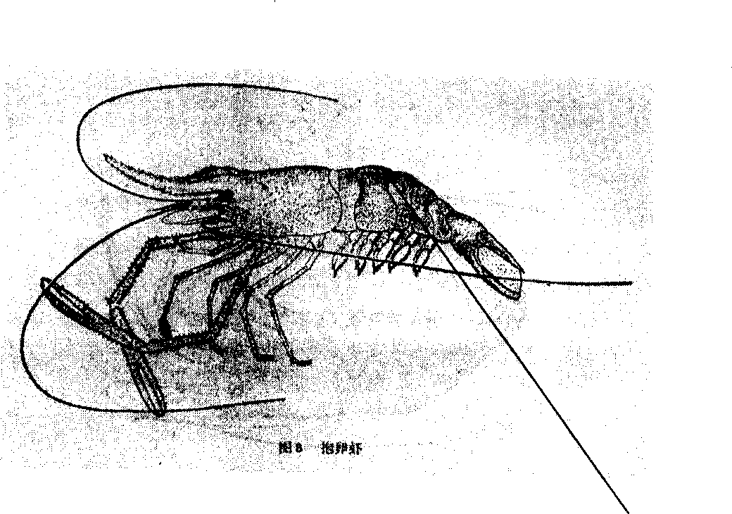 Simple and fast light microscope detection technology for blood and lymph of live shrimp and crab