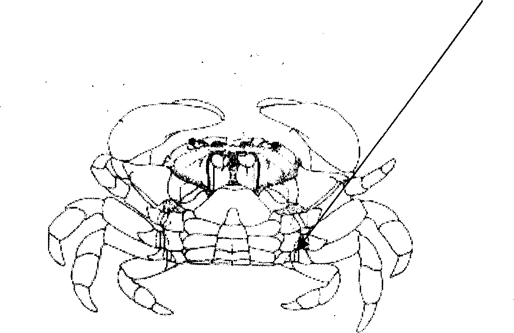 Simple and fast light microscope detection technology for blood and lymph of live shrimp and crab