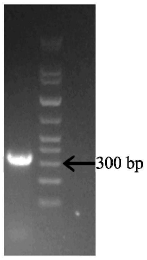 DsRNA for inhibiting rhizopus stolonifer and application of dsRNA