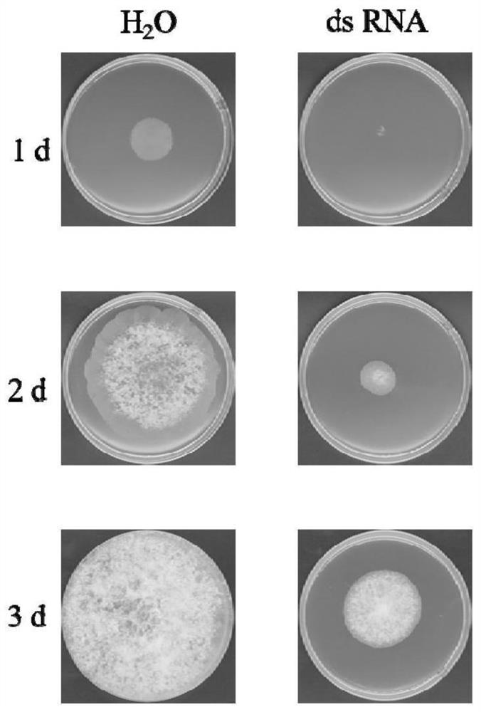 DsRNA for inhibiting rhizopus stolonifer and application of dsRNA